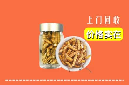 榆林市府谷回收散虫草
